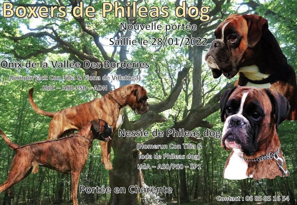 De Phileas Dog - Des bébés phileas Dog en Charente