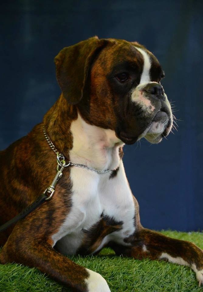 Ioda De Phileas Dog