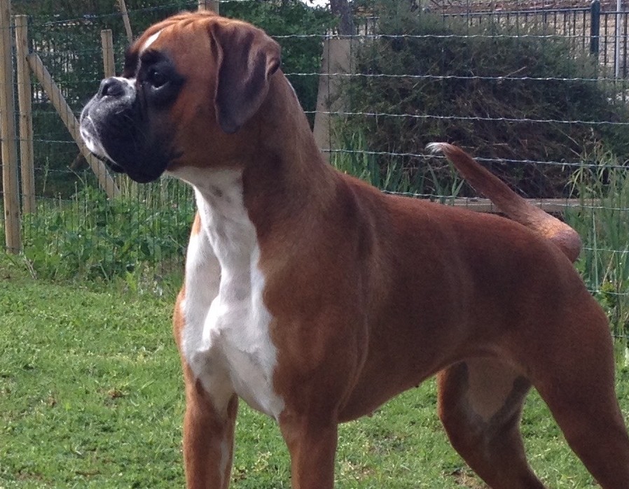 Naima De Phileas Dog