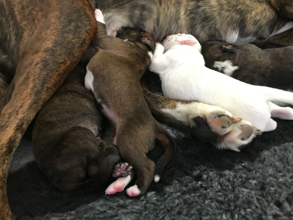 De Phileas Dog - Boxer - Portée née le 19/07/2017