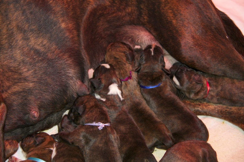 De Phileas Dog - Boxer - Portée née le 19/10/2013